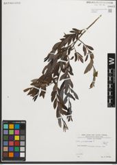 Foto von Salix purpurea L.